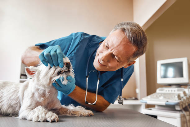 Best Emergency Tooth Extraction in South Yarmouth, MA